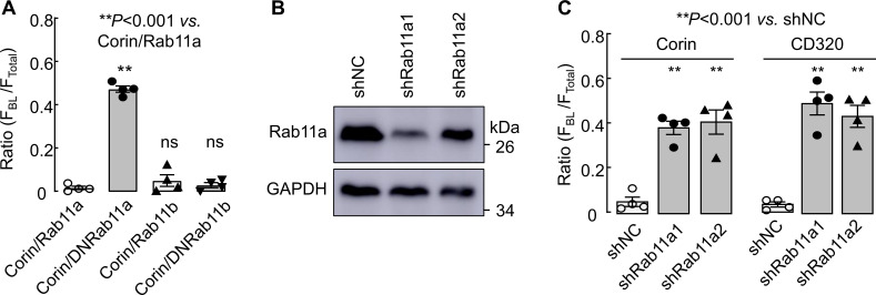 Figure 8—figure supplement 1.