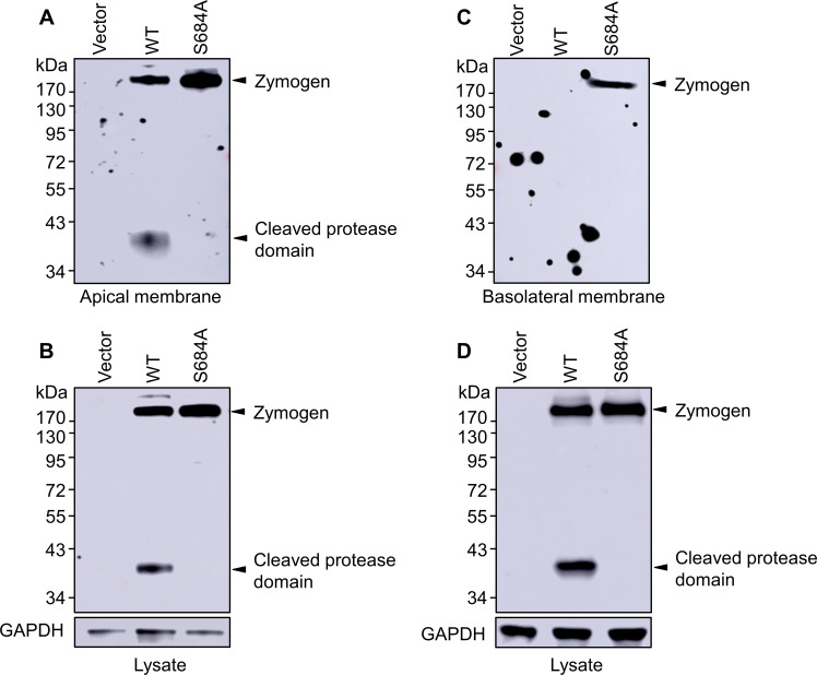 Figure 4—figure supplement 2.