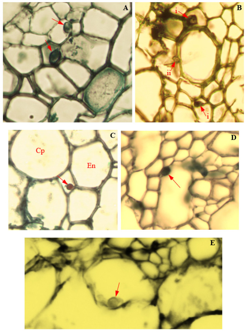 Figure 12