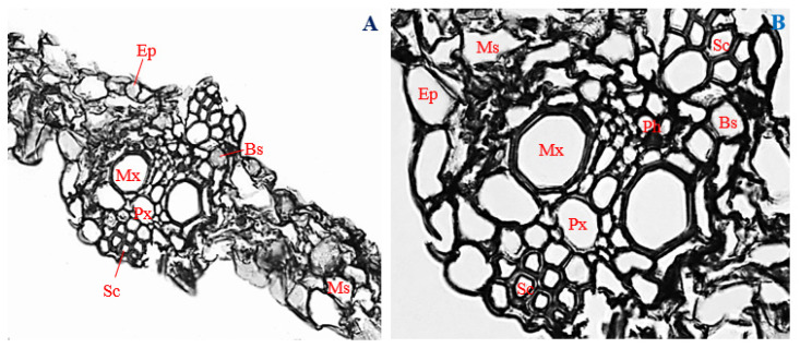 Figure 11