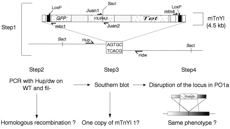 FIG. 1