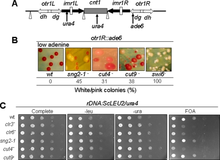 FIGURE 2.