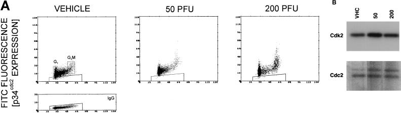 FIG. 5