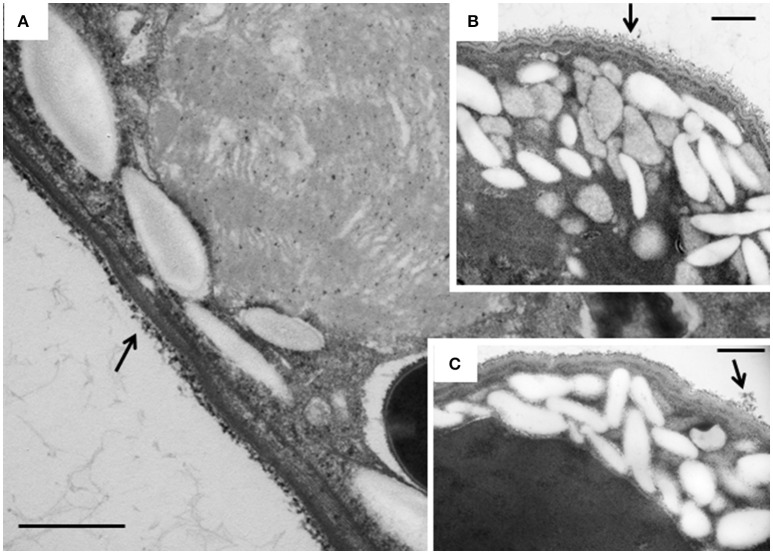 Figure 7