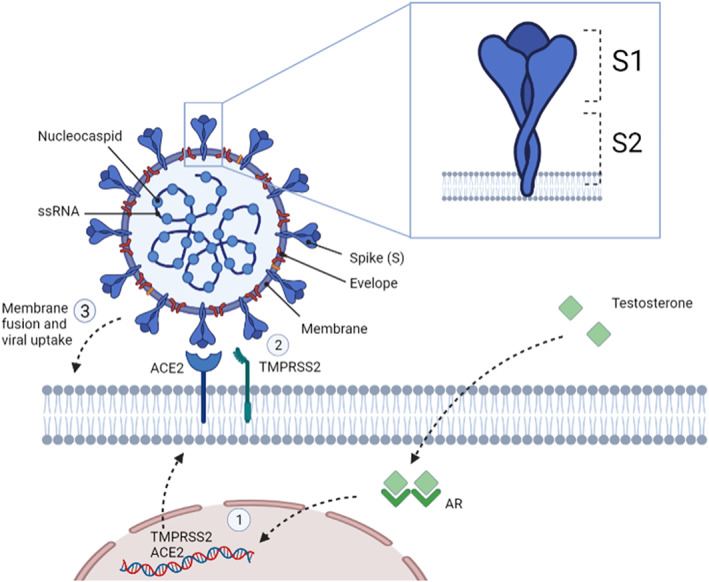 FIGURE 2