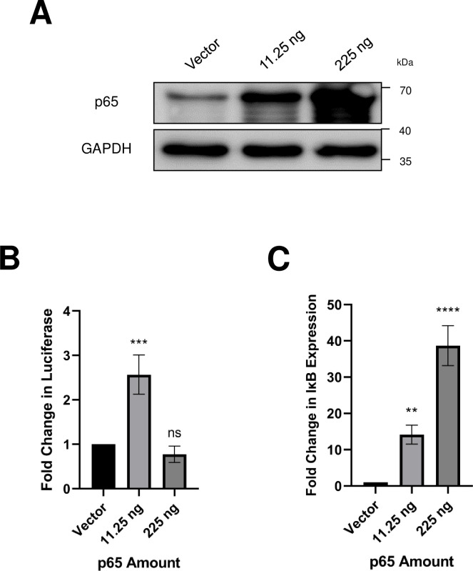 Fig 7