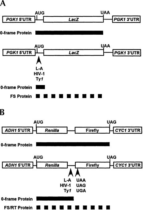 FIGURE 1.