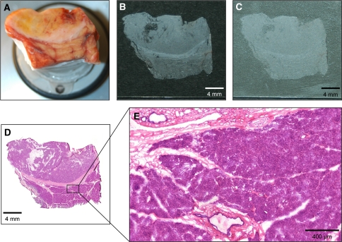 Fig. 1