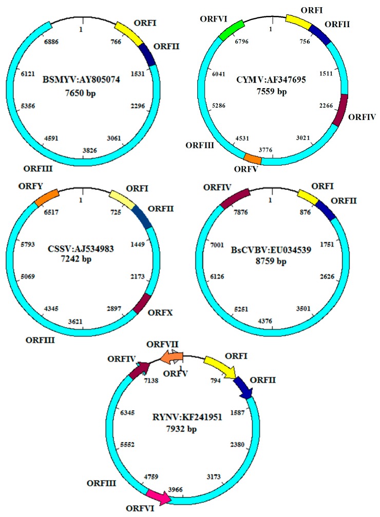 Figure 5