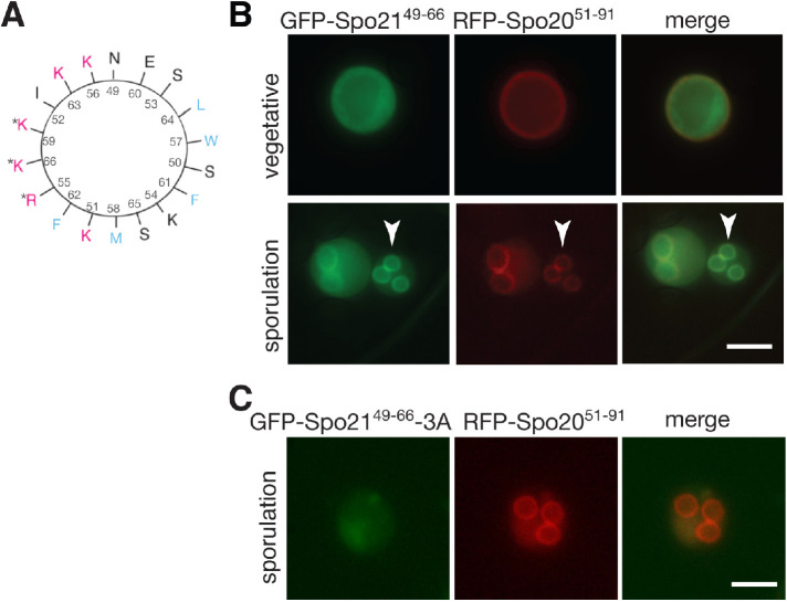 FIGURE 5: