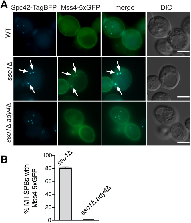 FIGURE 3: