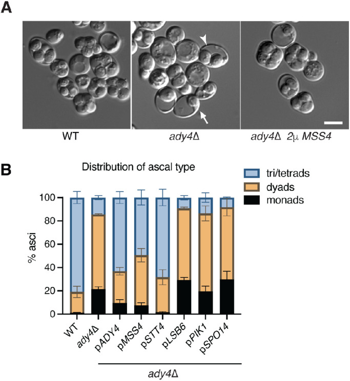 FIGURE 2: