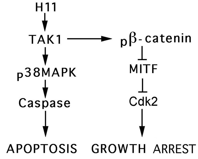 Fig. 11