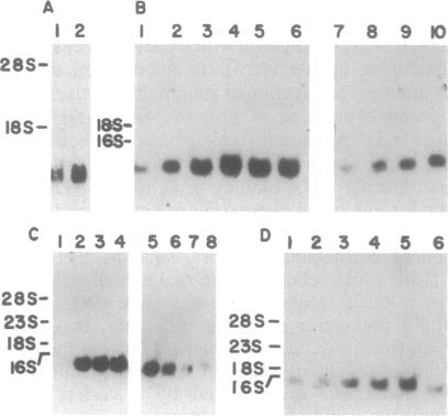 graphic file with name pnas01041-0041-a.jpg