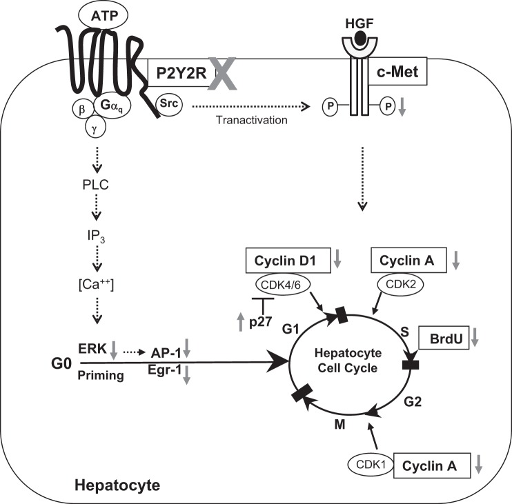 Fig. 8.