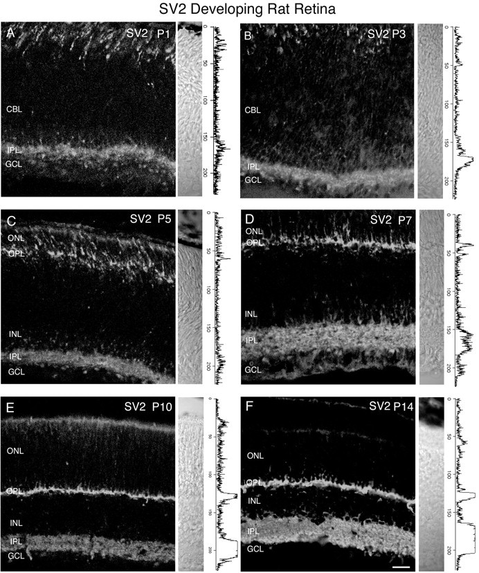 Fig. 11.