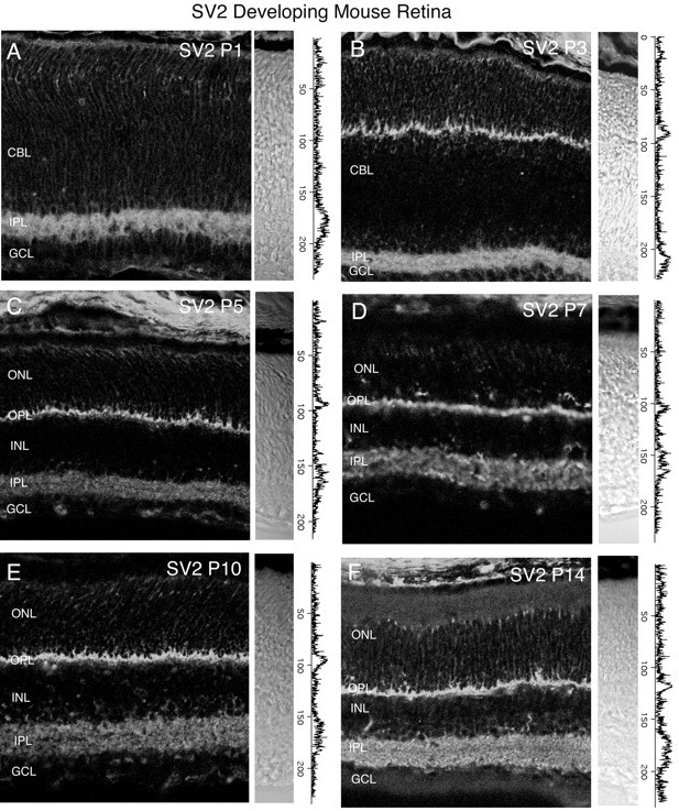 Fig. 12.