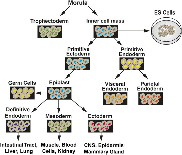 FIGURE 2