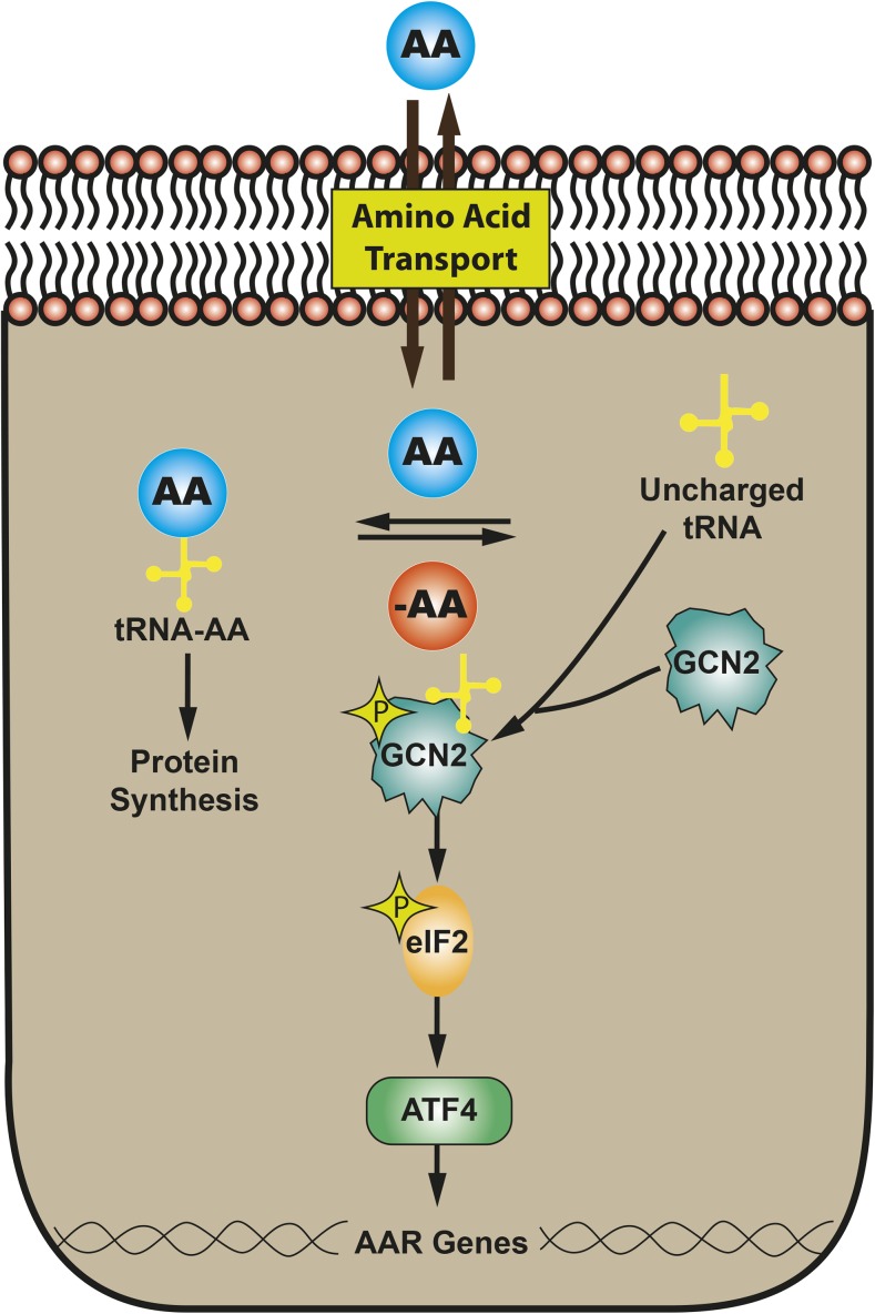 FIGURE 3