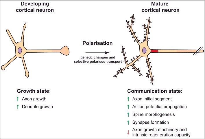 Figure 1.