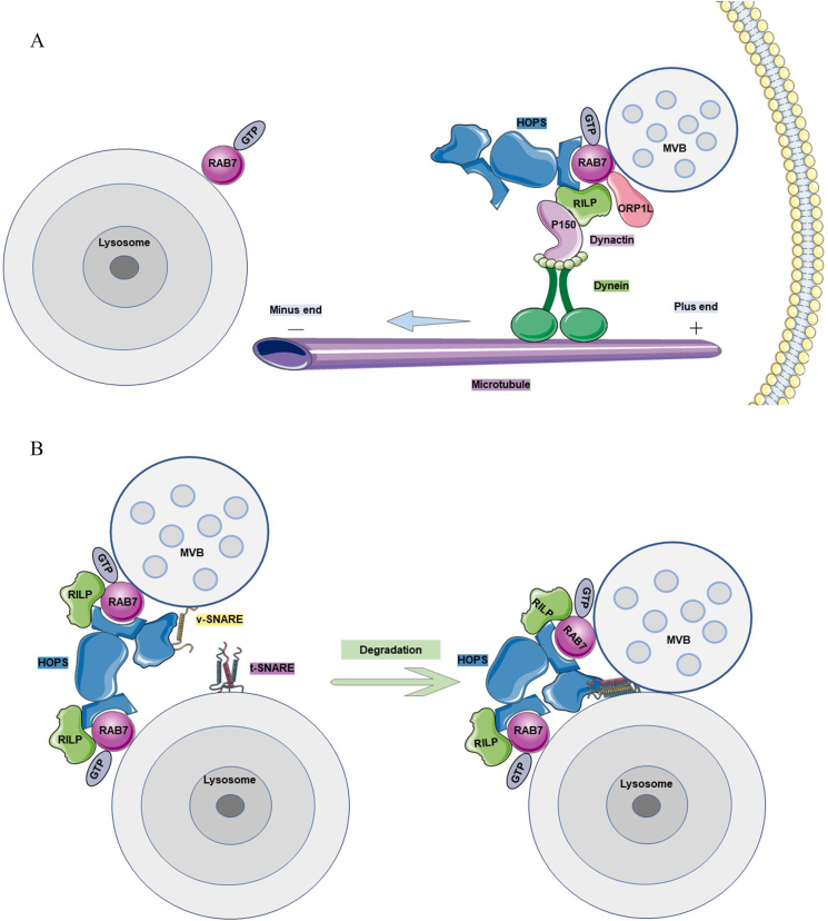 Fig. 3