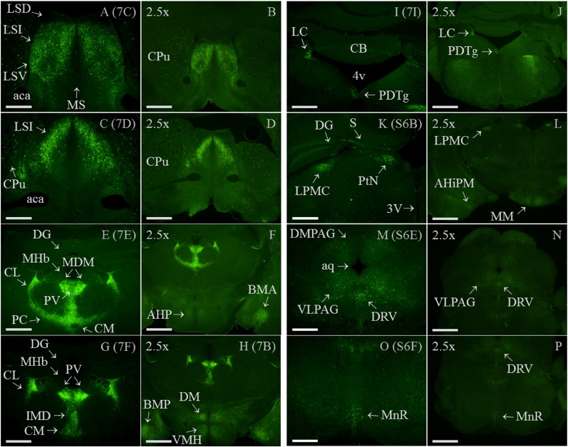 Supplementary Fig. 7