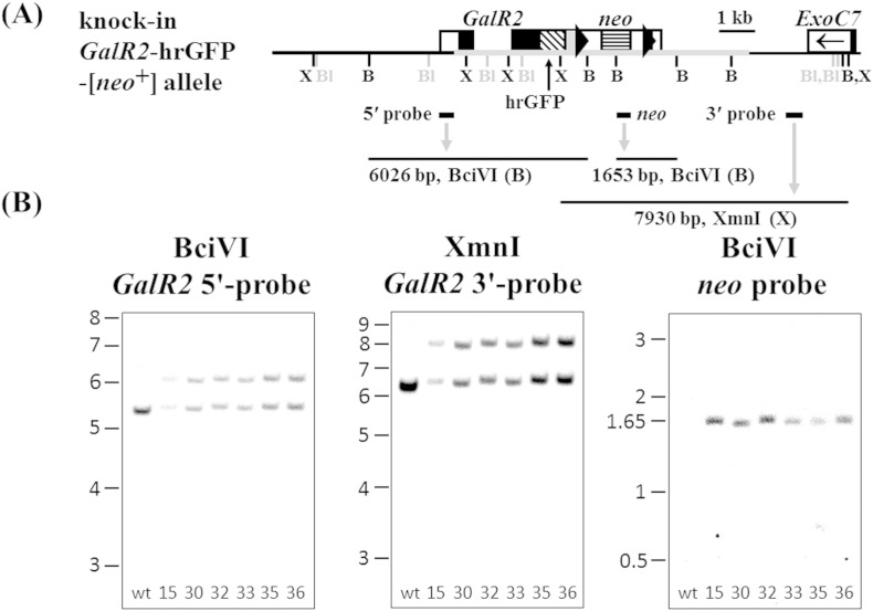 Supplementary Fig. 2