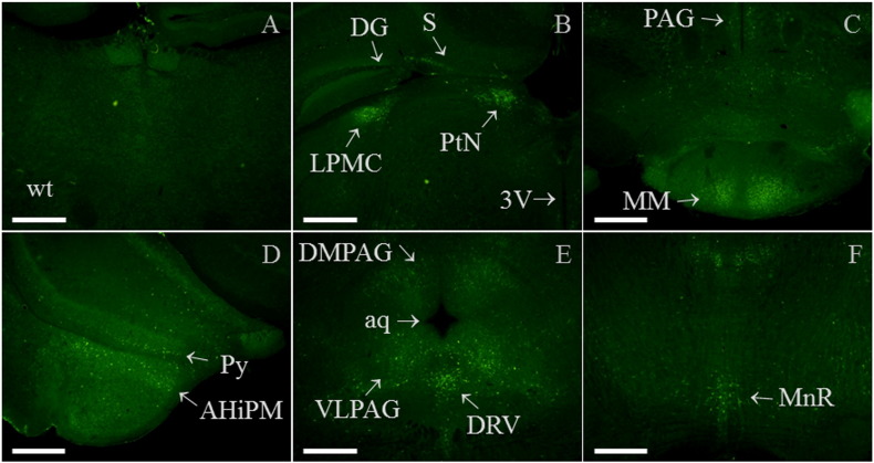 Supplementary Fig. 6