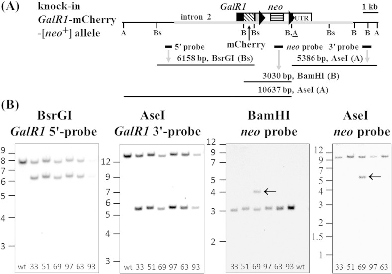 Supplementary Fig. 1