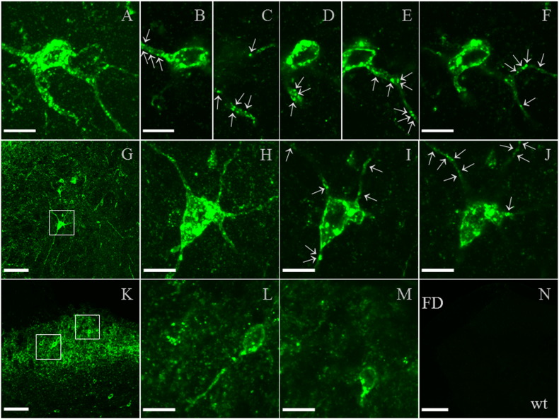 Supplementary Fig. 5