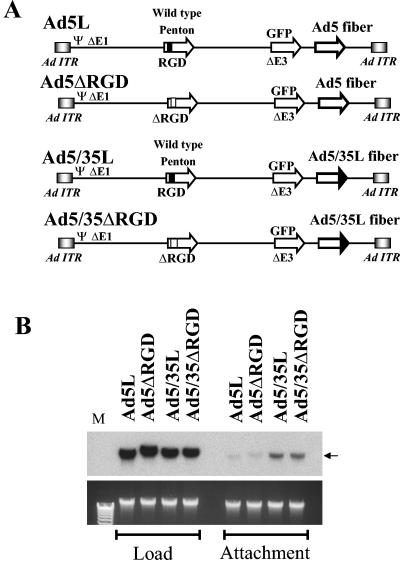 FIG. 1.