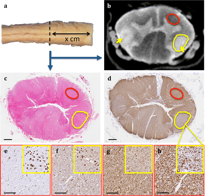 Fig. 11