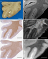 Fig. 9
