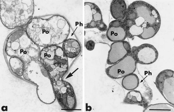 FIG. 6