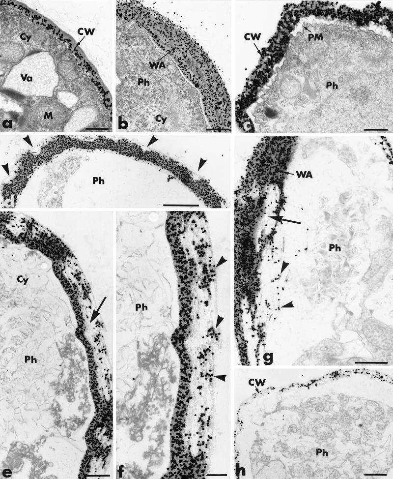 FIG. 7