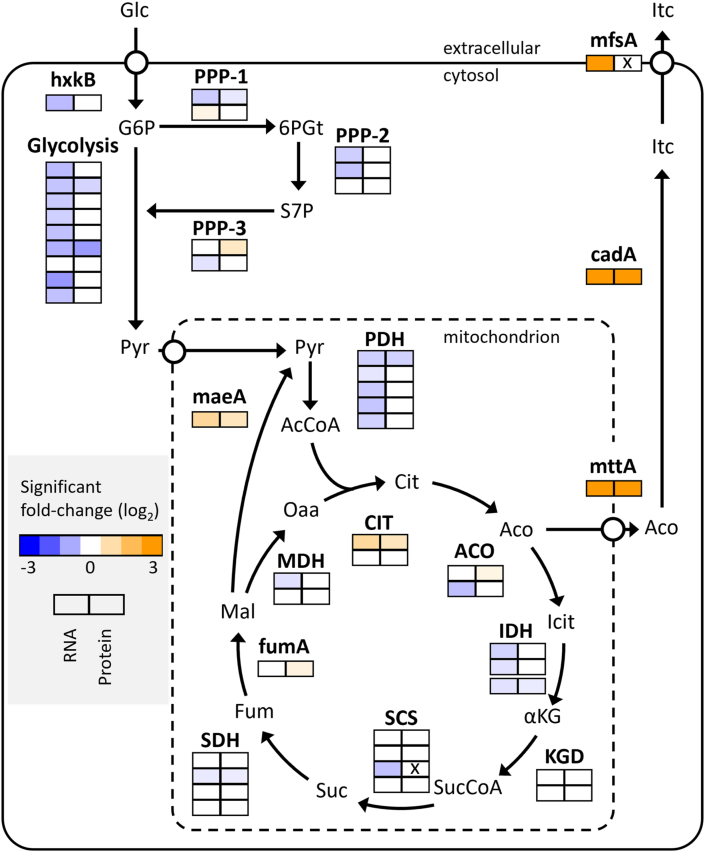 Fig. 6