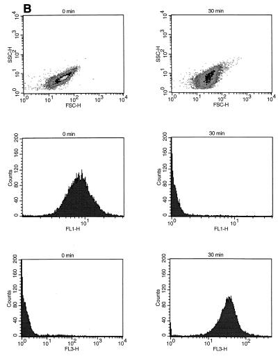 FIG. 5