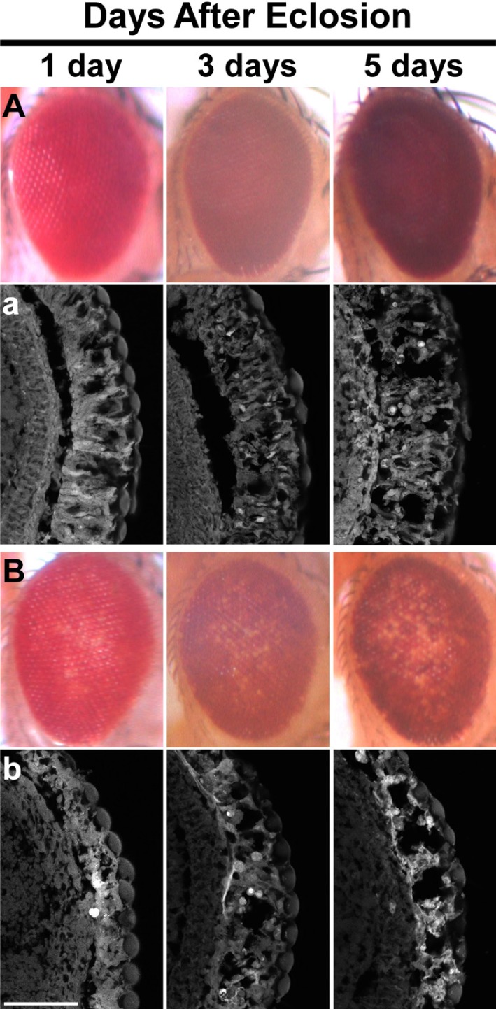 Fig. 5.