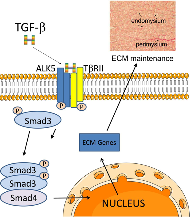 graphic file with name nihms-1576473-f0001.jpg