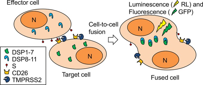 FIG 1