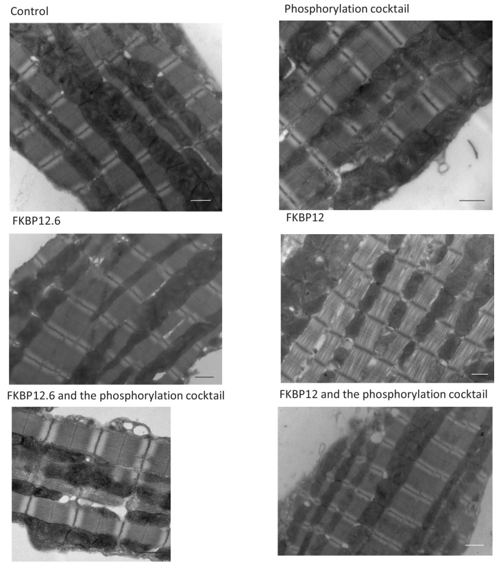 Figure 8—figure supplement 2.