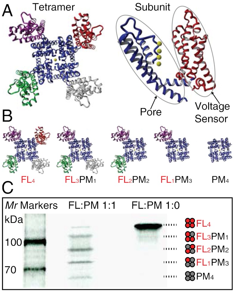 Fig. 1.