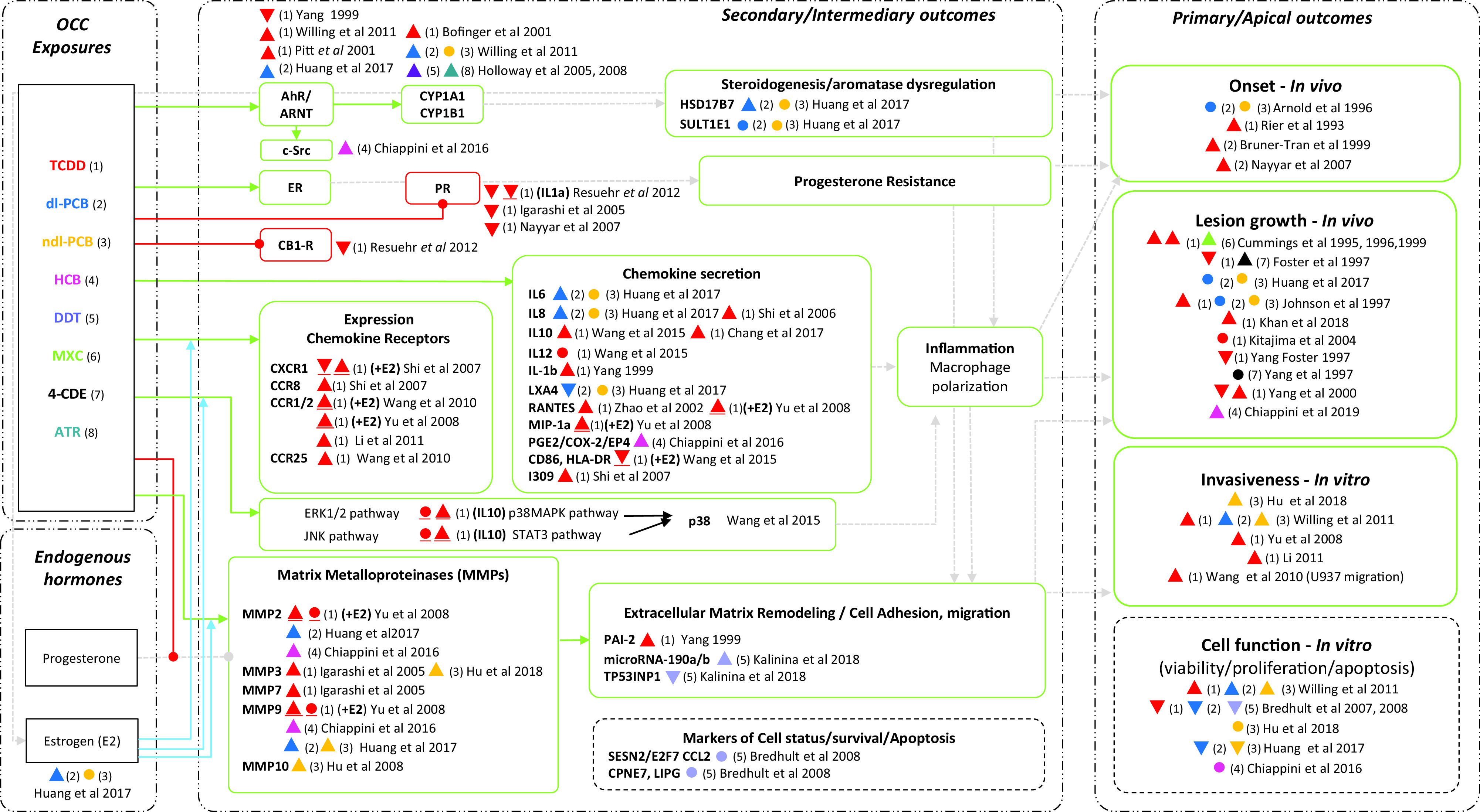 Figure 9 is a flowchart having four categories, namely, Organochlorine chemicals exposures, Endogenous hormones, Secondary or Intermediary outcomes, and Primary or Apical outcomes. Organochlorine chemicals exposures leads to Aryl hydrocarbon receptor or Aryl hydrocarbon receptor nuclear translocator, Cytochrome P450, c-Src, E R, P R, C B I-R, Expression Chemokine Receptors, Chemokine Secretion, and Matrix Metalloproteinases (M M Ps). Endogenous hormones leads to Matrix Metalloproteinases (M M Ps). P R leads to Progesterone Resistance. Progesterone Resistance and Chemokine Secretion lead to Inflammation Macrophage polarization. Matrix Metalloproteinases (M M Ps) leads to Extracellular Matrix Remodeling or Cell Adhesion, migration and Markers of Cell status or survival or Apoptosis. Primary or Apical outcomes leads to Onset - In vivo, Lesion growth - In vivo, Invasiveness - In vitro, and Cell function - In vitro. Inflammation Macrophage polarization leads to Onset - In vivo and Lesion growth - In vivo. Extracellular Matrix Remodeling or Cell Adhesion, migration leads to Lesion growth - In vivo and Invasiveness - In vitro.