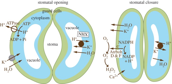 Figure 6.