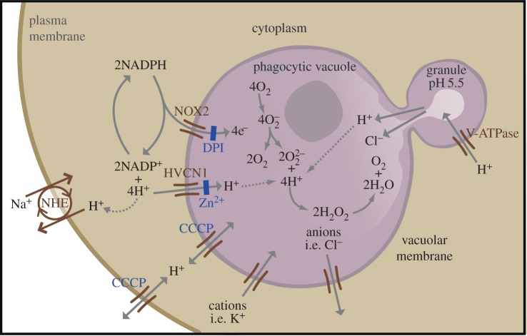 Figure 3.