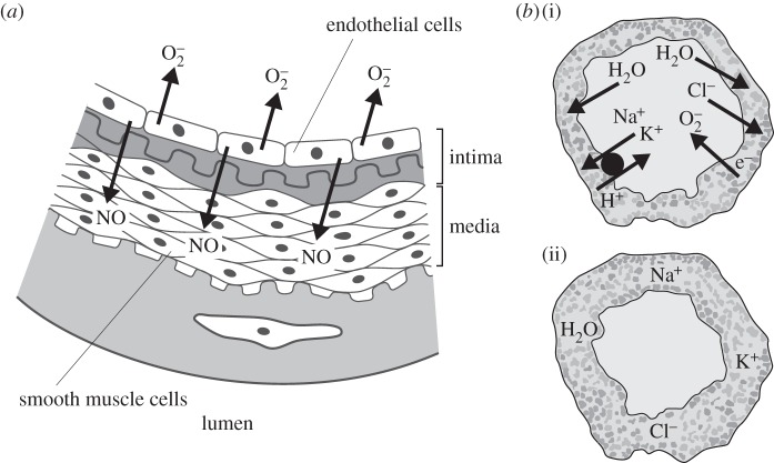 Figure 7.