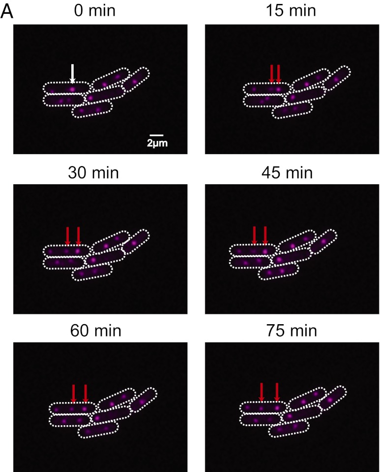 Fig. 3.