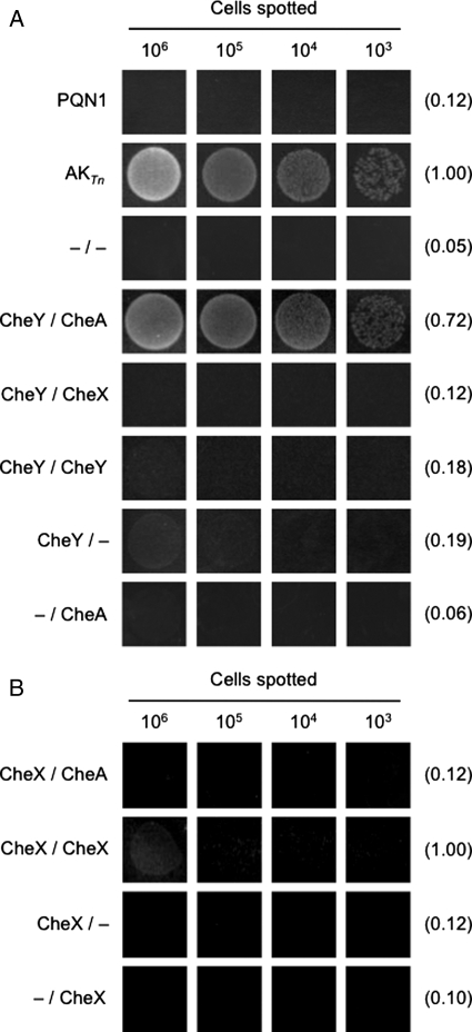 Fig. 4