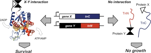 Fig. 1