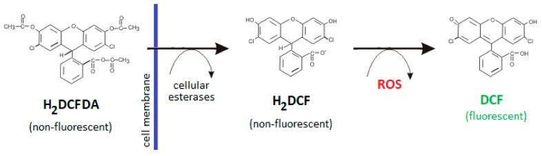 Figure 8